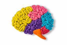 A clay model of the human brain showing different areas in lime green, pink, purple, blue, pink, and orange clay